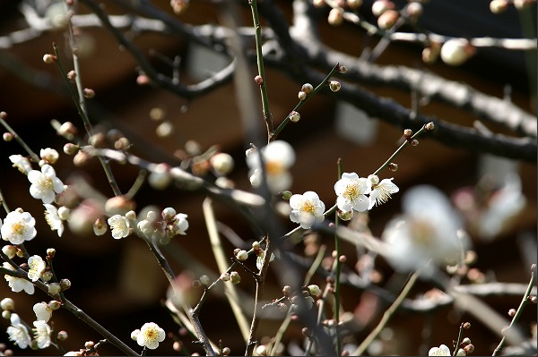 お花