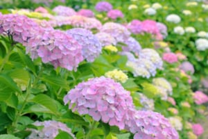 紫陽花