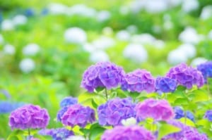 あつまる不動産 高円寺 女性 お客様の声 口コミ5