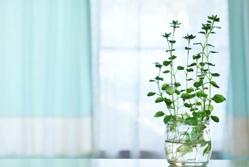 緑の観葉植物と青いカーテン